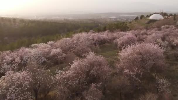 Beautiful Sakura Trees Forest — ストック動画