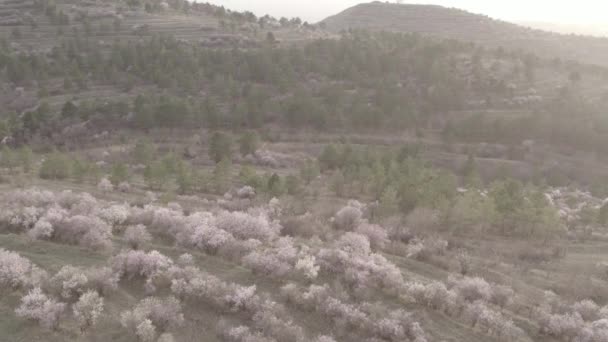 Piękne Drzewa Sakura Lesie — Wideo stockowe