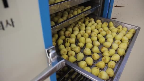 Dried Fruits Process Drying Pear Slices Dried Pear Chips Compote — Video