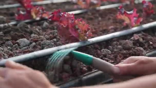 Aquaponics Farm Smart Greenhouse Greenery Beautiful Modern Garden Harvesting Vegetables – Stock-video