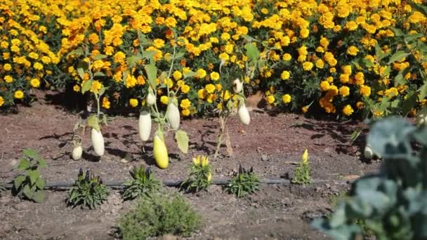 Beyaz Patlıcan Eko Vejetaryen Gıda Fabrikası — Stok video