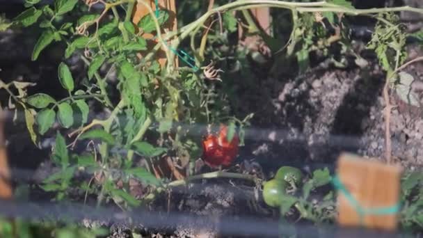 Red Tomatoes Greenhouse Tomatoes Beautiful Red Ripe Tomatoes Grown Greenhouse — Video Stock