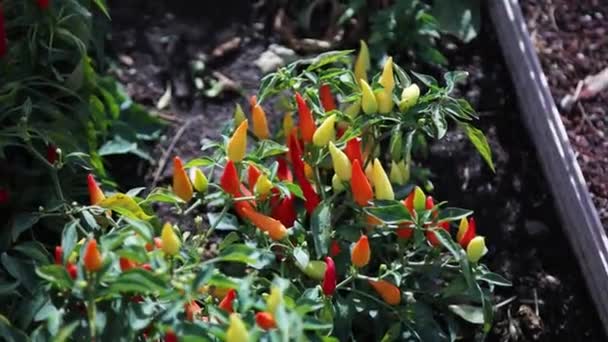 Red Chili Peppers Vegetables Spicy Frutescens Chili — Vídeo de stock