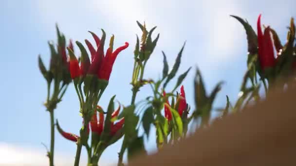 Red Chili Peppers Vegetables Spicy Frutescens Chili — Stock video