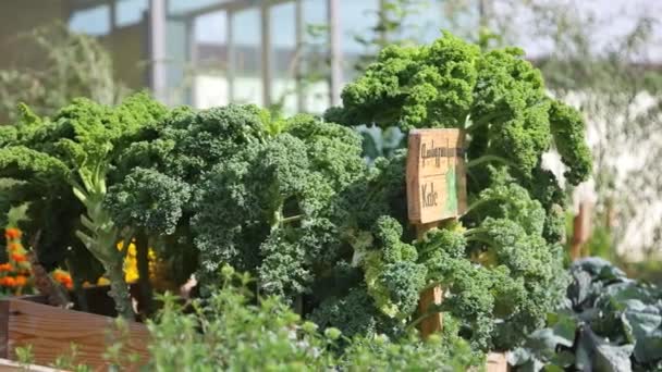 Οικολογικός Χορτοφαγικός Παράγοντας Φάρμα Kale Κέιλ Χορτοφάγος Οικολογικό Φαγητό Βιολογικά — Αρχείο Βίντεο