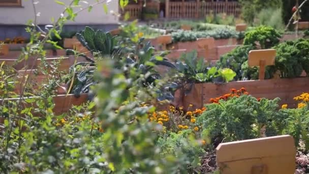 Eko Vegan Gıda Faktörü Kale Çiftliği Kale Vejetaryen Çevre Yiyecekleri — Stok video