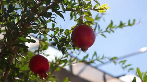 Granatapfelgarten Reife Rote Granatapfelfrüchte Auf Einem Ast Reife Granatapfelfrüchte Auf — Stockvideo