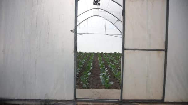 Aquaponics Farm Smart Greenhouse Verdura Belo Jardim Moderno Com Legumes — Vídeo de Stock