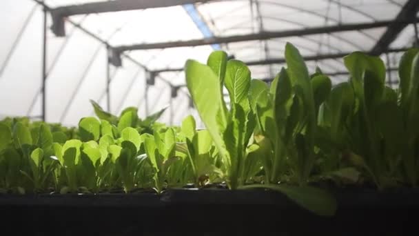 智能温室中的水电瓦斯农场 绿色的 美丽的现代花园与收获蔬菜 生态农业企业 温室种植园 工业农业的概念 — 图库视频影像