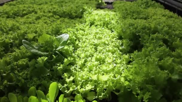 Aquaponics Farm Smart Greenhouse Greenery Beautiful Modern Garden Harvesting Vegetables — Video Stock