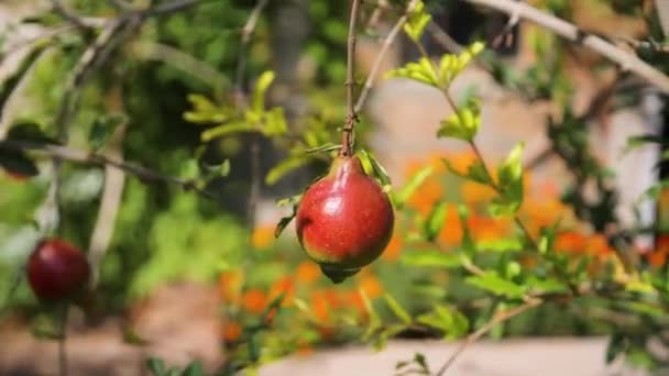 Granatapfelgarten Reife Rote Granatapfelfrüchte Auf Einem Ast Reife Granatapfelfrüchte Auf — Stockvideo
