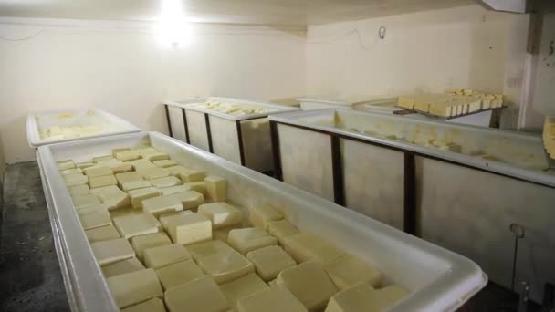 Cheese Head Man Hands Closeup Dairy Production Farm Interior Hard — 비디오