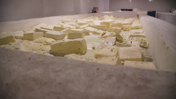 Cheese Head Man Hands Closeup Dairy Production Farm Interior Hard — Video Stock
