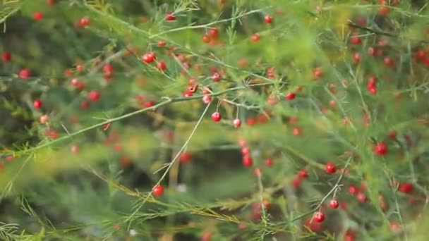 Jardim Flores Conceito Natureza Flores Papoilas Vermelhas Florescem Balançando Perto — Vídeo de Stock