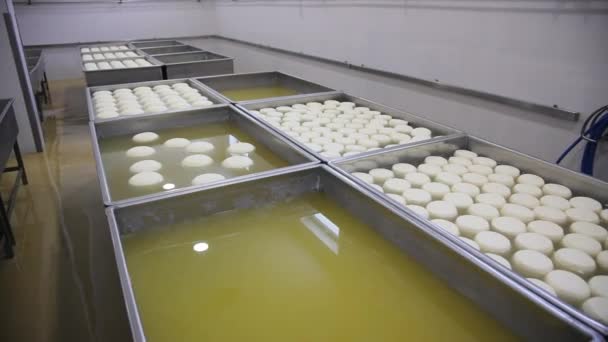 Cheese Head Man Hands Closeup Dairy Production Farm Interior Hard — Vídeos de Stock