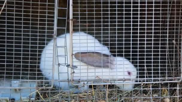 Rabbit Cage Domestic Rabbits Home Farm Albino Rabbit Red Eyes — Vídeo de Stock