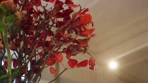 Wazon Suszonymi Kwiatami Ruchomymi Cieniami Beżowym Tle Rzucającymi Cienie Minimalny — Wideo stockowe