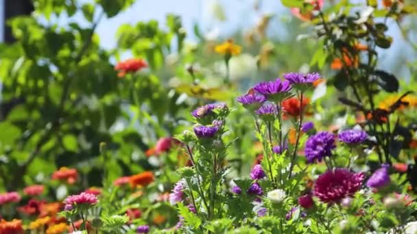 Квітковий Сад Природа Концепції Червоні Маки Квіти Цвітуть Крупним Планом — стокове відео