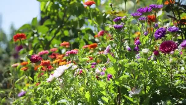 Ogród Kwiatowy Koncepcja Przyrody Czerwone Maki Kwiaty Kwitną Kołysząc Się — Wideo stockowe