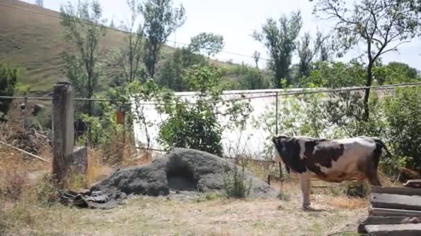 Beef Production Facility Close Cow Eating Fodder Floor Farming Livestock — Vídeo de Stock