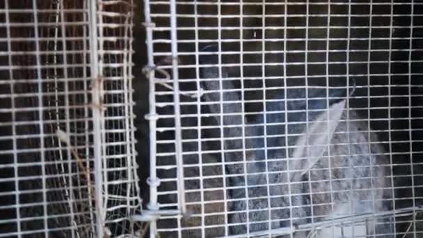 Rabbit Cage Domestic Rabbits Home Farm Albino Rabbit Red Eyes — Stock Video