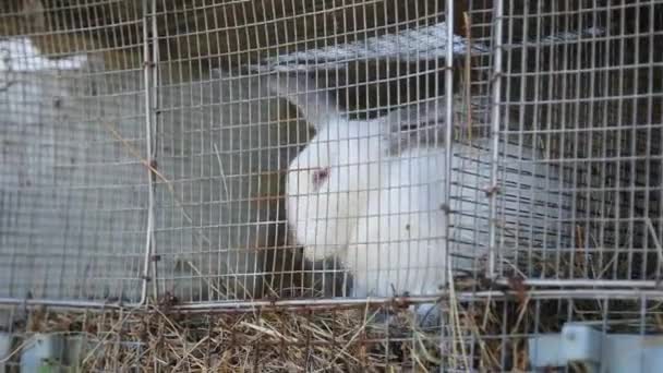 Rabbit Cage Domestic Rabbits Home Farm Albino Rabbit Red Eyes — Stockvideo