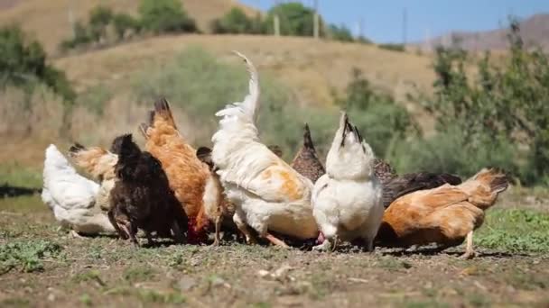 緑の芝生で無料の範囲の農場で穀物を食べる鶏 農場有機鶏 — ストック動画