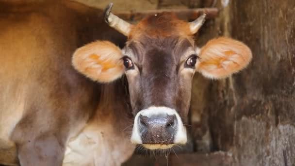 Beef Production Facility Close Cow Eating Fodder Floor Farming Livestock — Αρχείο Βίντεο