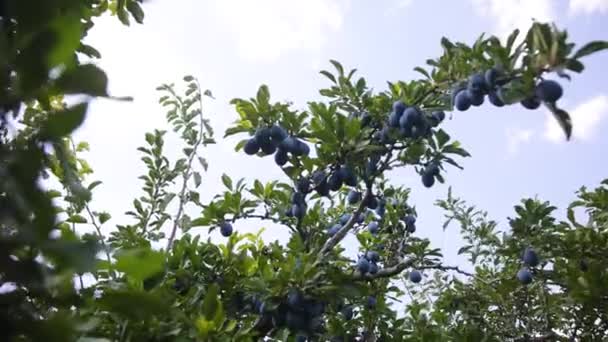 Ripe Plums Branch Growing Plum Orchard Organic Fruits Sun Flares — Vídeo de Stock