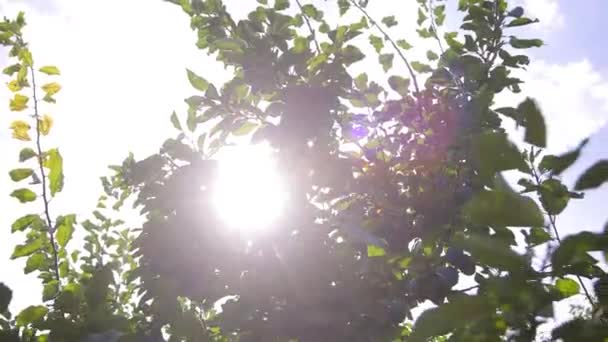 Ripe Plums Branch Growing Plum Orchard Organic Fruits Sun Flares — стоковое видео