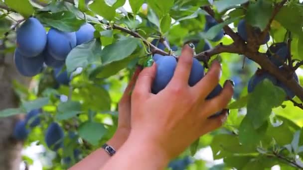 Ripe Plums Branch Growing Plum Orchard Organic Fruits Sun Flares — Stockvideo