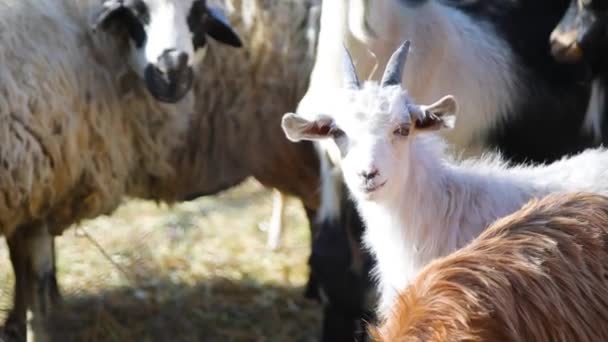 Siyah Beyaz Keçi Tipik Sesler Çıkarıyor Otlaktaki Çiftlik Hayvanları Yakın — Stok video