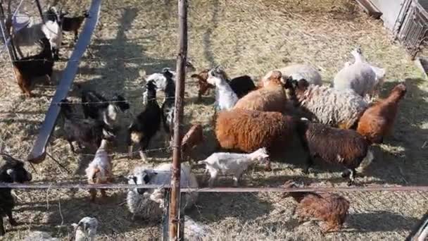 Black White Goat Making Sound Typical Noise Farm Animals Pasture — Vídeo de Stock