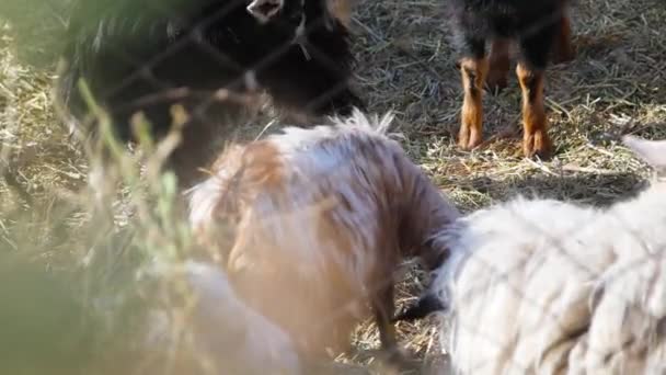 Cabra Negra Blanca Haciendo Ruido Típico Animales Granja Pastos Primer — Vídeos de Stock