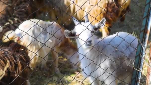 Чёрно Белая Коза Издаёт Типичный Шум Фермерские Животные Пастбище Объектив — стоковое видео