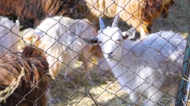 Black White Goat Making Sound Typical Noise Farm Animals Pasture — Stockvideo