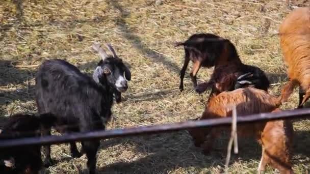 黑白相间的山羊发出典型的噪音 牧场上的家畜 近距离长焦镜头拍摄动物肖像 — 图库视频影像