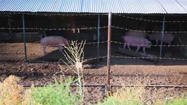 Suínos Exploração Pecuária Suinocultura Exploração Pecuária Quinta Porcos Agrícolas Moderna — Vídeo de Stock