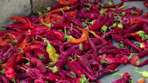 Red Chili Peppers Vegetables Spicy Frutescens Chili — Stok video