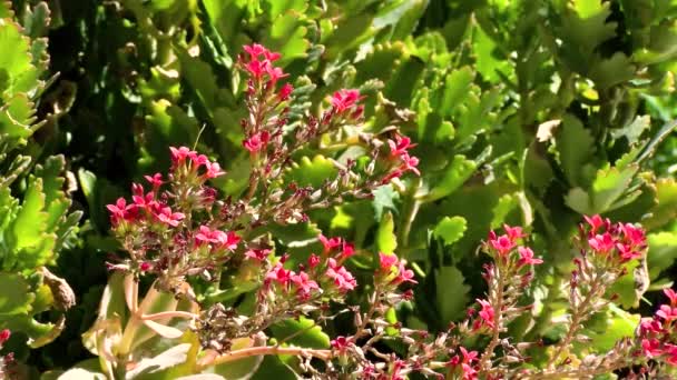 Blomsterhage Naturkonseptet Røde Valmuer Blomstrer Nært Opp Mot Vinden Engen – stockvideo
