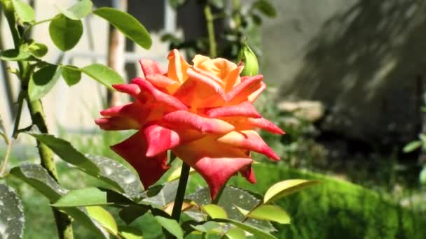 Jardim Flores Conceito Natureza Flores Papoilas Vermelhas Florescem Balançando Perto — Vídeo de Stock