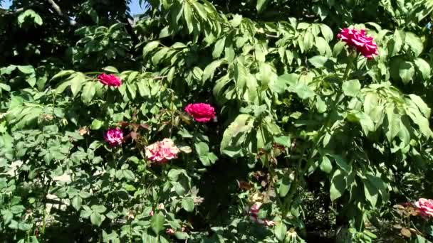Ogród Kwiatowy Koncepcja Przyrody Czerwone Maki Kwiaty Kwitną Kołysząc Się — Wideo stockowe