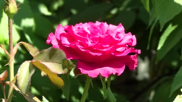 フラワーガーデン 自然概念赤ポピーの花は 太陽のレンズフレアの日没時の春のスローモーションで 国立保護区の牧草地の風から近くに揺れる花を咲かせます 夏の自然コンセプト — ストック動画