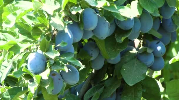 Ripe Plums Branch Growing Plum Orchard Organic Fruits Sun Flares — Vídeo de Stock