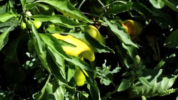 Peperoncino Verde Dolce Mucchio Peperoni Verdi Maturi Sul Campo Dolce — Video Stock