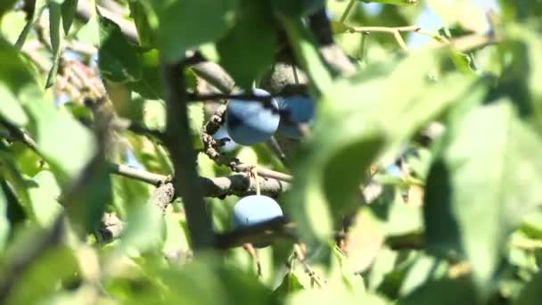 Ripe Plums Branch Growing Plum Orchard Organic Fruits Sun Flares — Video Stock