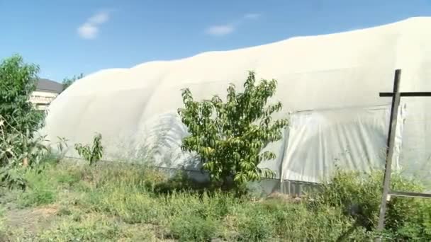 Aquaponics Farm Smart Greenhouse Greenery Beautiful Modern Garden Harvesting Vegetables — Stock video