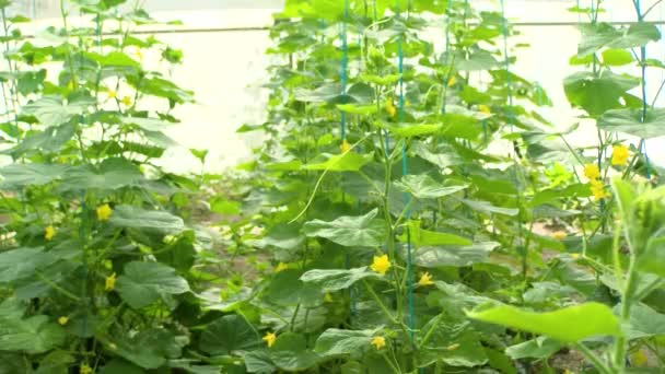 Aquaponics Farm Smart Greenhouse Grün Schöner Moderner Garten Mit Gemüseernte — Stockvideo