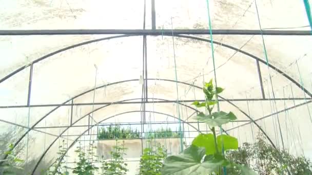 Aquaponics Farm Smart Greenhouse Greenery Beautiful Modern Garden Harvesting Vegetables — Vídeos de Stock