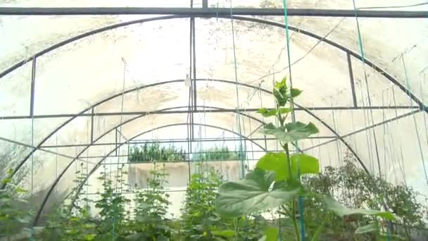 Aquaponics Farm Smart Greenhouse Greenery Beautiful Modern Garden Harvesting Vegetables — Stockvideo